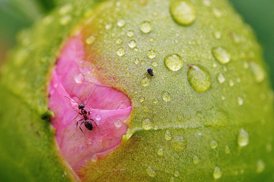 Do Peonies Need Ants to Bloom?