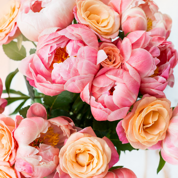 Cutting Peony Stems for Flower Arrangements
